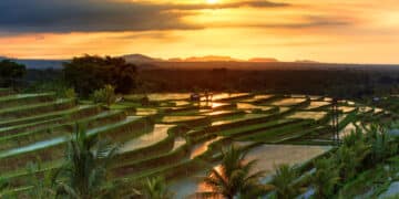 what are the best months to visit bali 2023 - Jatiluwih Rice Terrace
