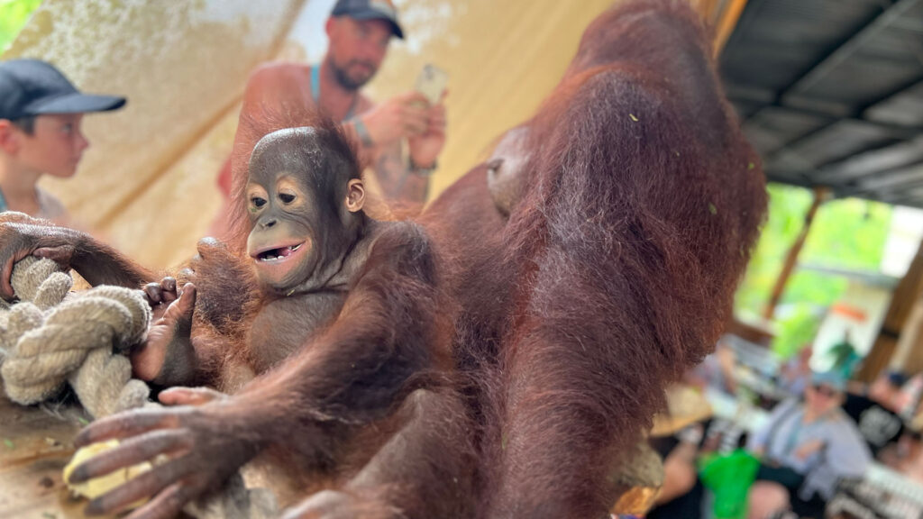 bali zoo orangutan breakfast review 1