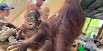 bali zoo orangutan breakfast review 1